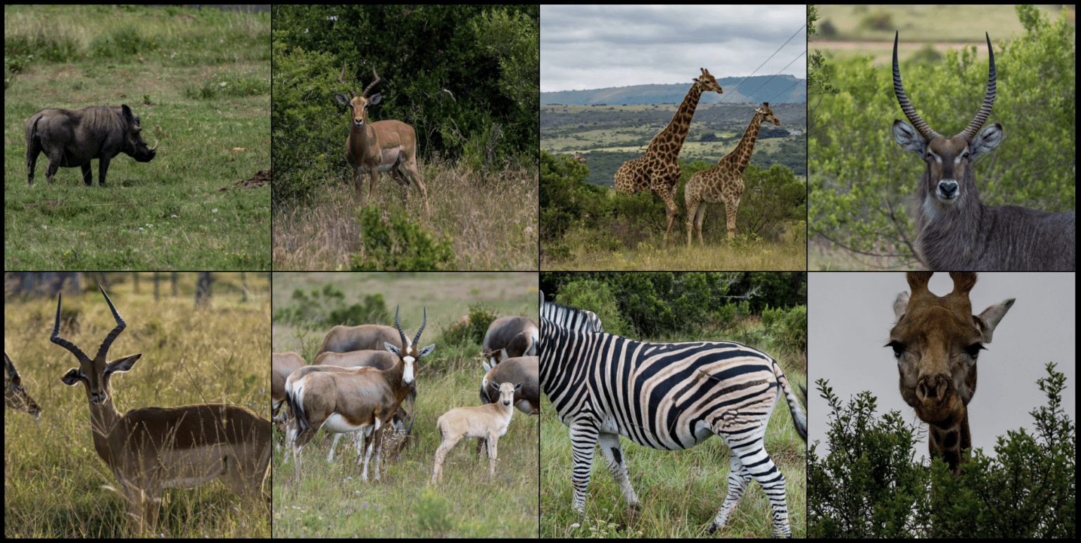 Safari Learning – Historic Adventures